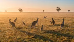 Proč je 95 % Austrálie liduprázdné: Pobřeží versus vnitrozemí