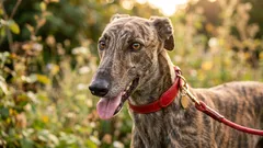 Milovníci klidu: 7 psích plemen, která štěkají nejméně