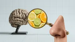 Proč vůně tak silně spouští emoce a vzpomínky a co s tím má společného mozek